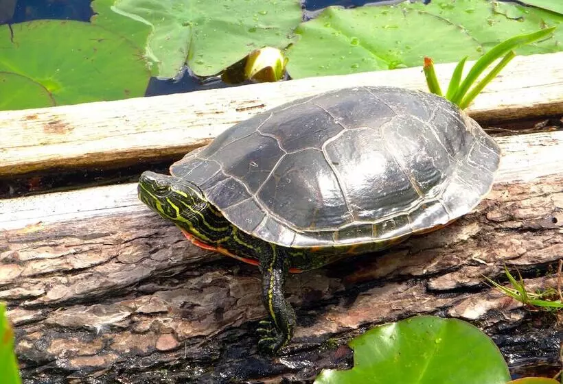 モーテル Civilia Lakeside By Civilia Golf Retreat