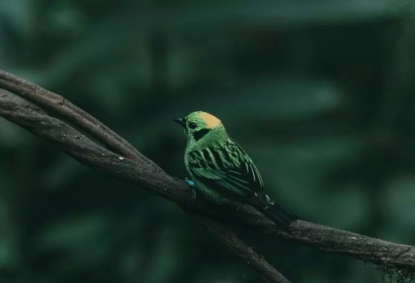 Villa Blanca Cloud Forest Hotel + Retreat