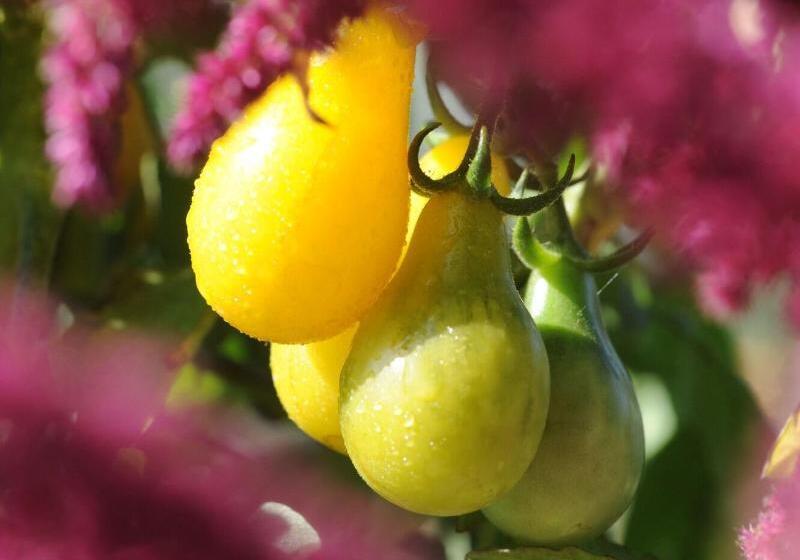 فندق Chateau De La Bourdaisiere