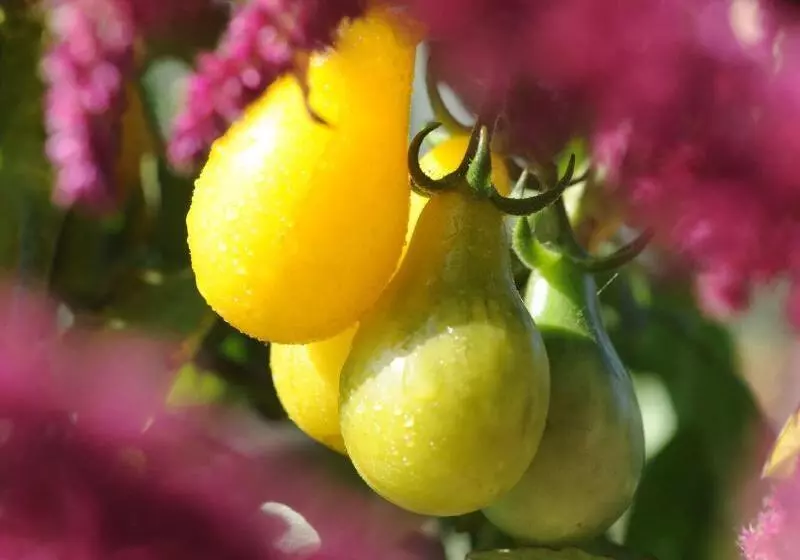 Отель Chateau De La Bourdaisiere