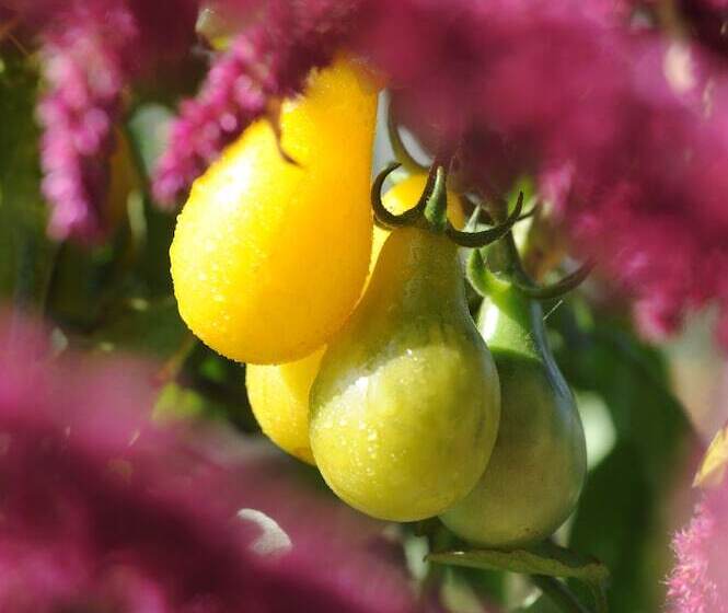 فندق Chateau De La Bourdaisiere