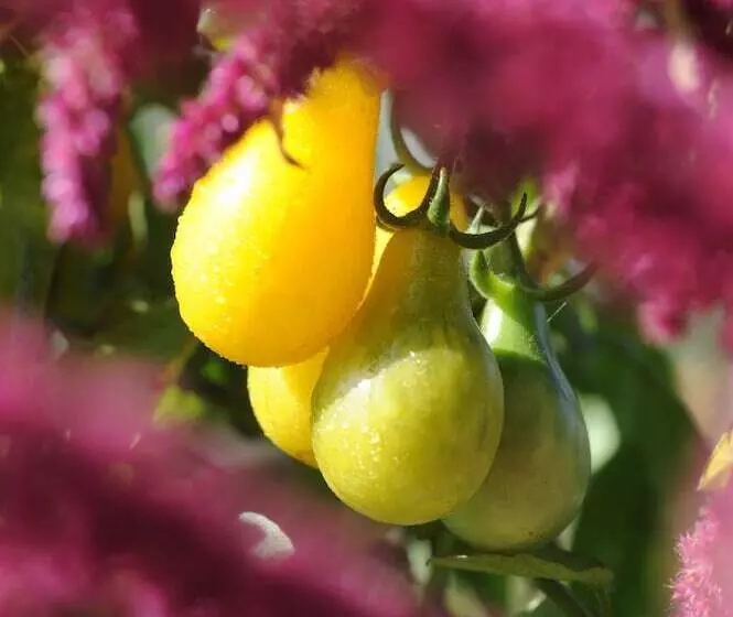 Отель Chateau De La Bourdaisiere