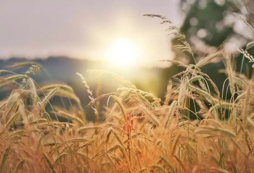 Отель Hôtel Restaurant Logis Europa