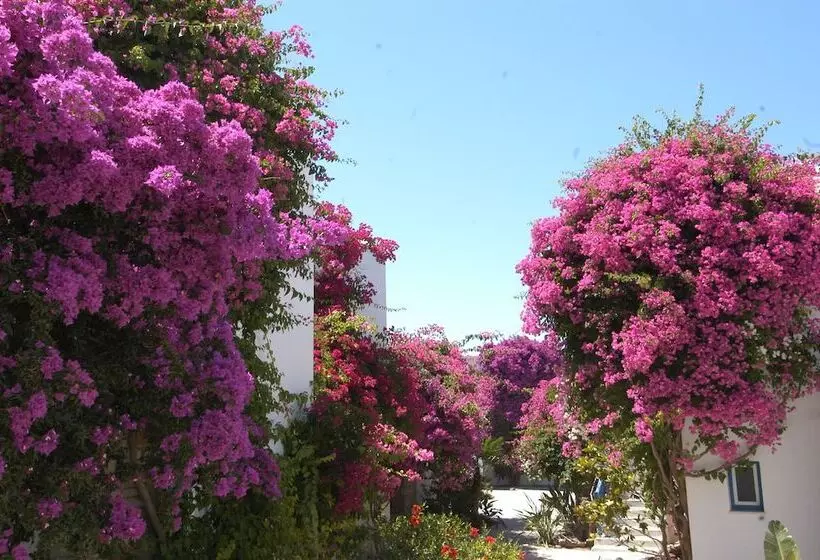 酒店 Astir Of Paros