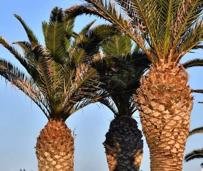 酒店 Astir Of Paros