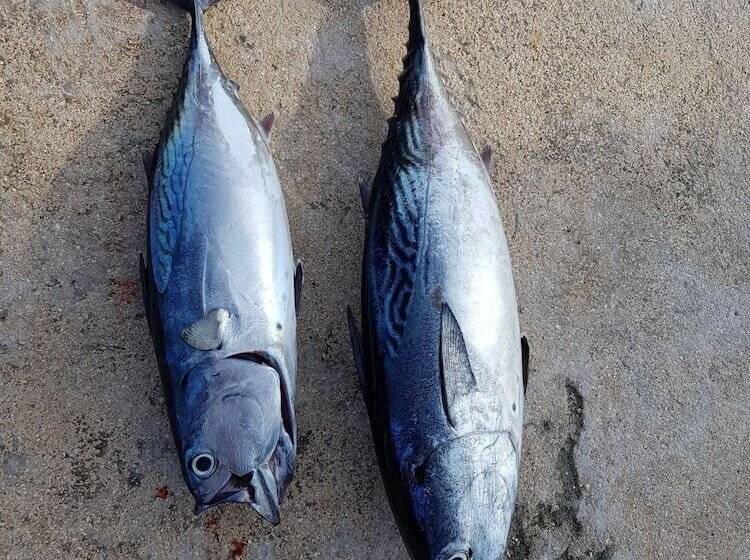 مسافرخانه Coco Villa