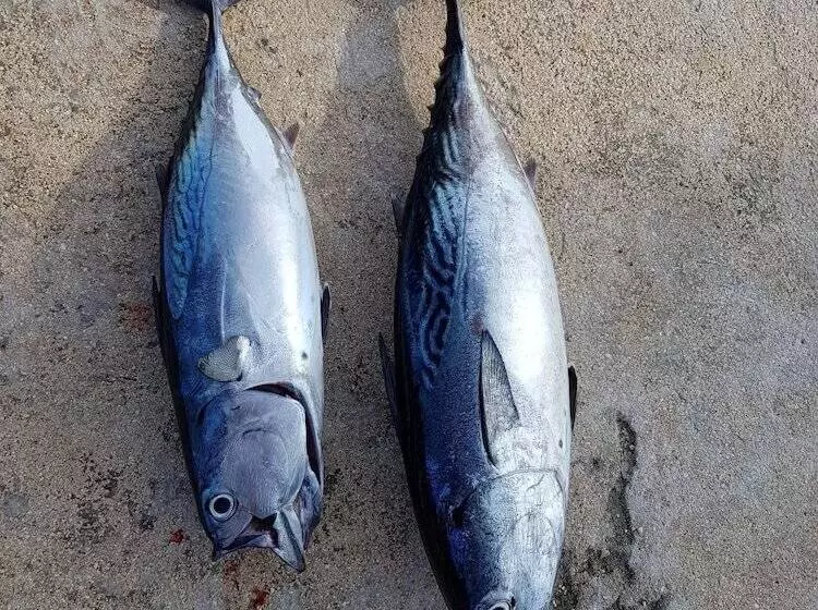 مسافرخانه Coco Villa