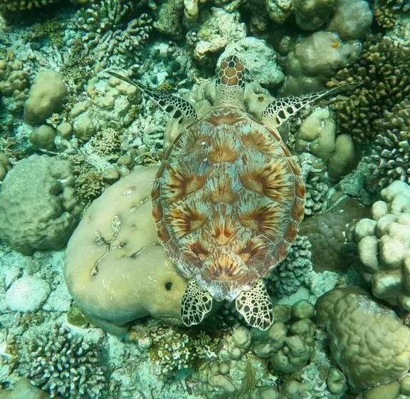 پانسیون White Coral Rasdhoo
