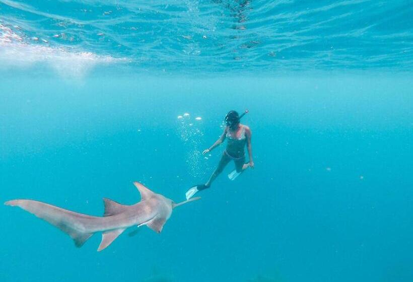 پانسیون White Coral Rasdhoo