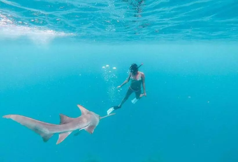 پانسیون White Coral Rasdhoo