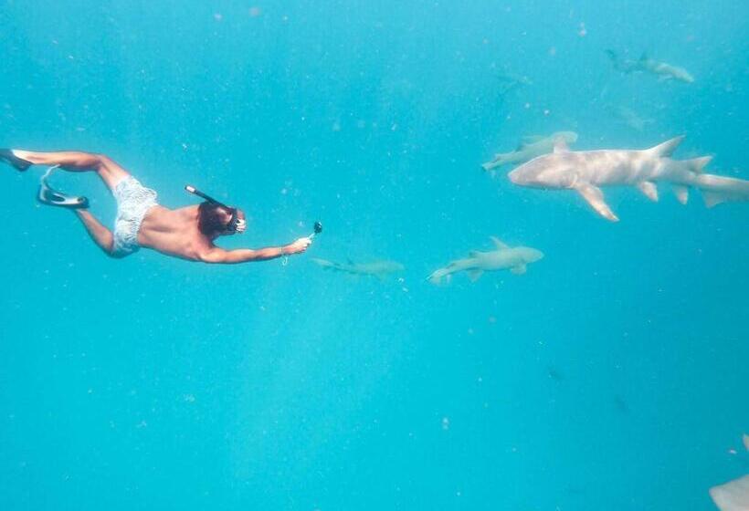 پانسیون White Coral Rasdhoo