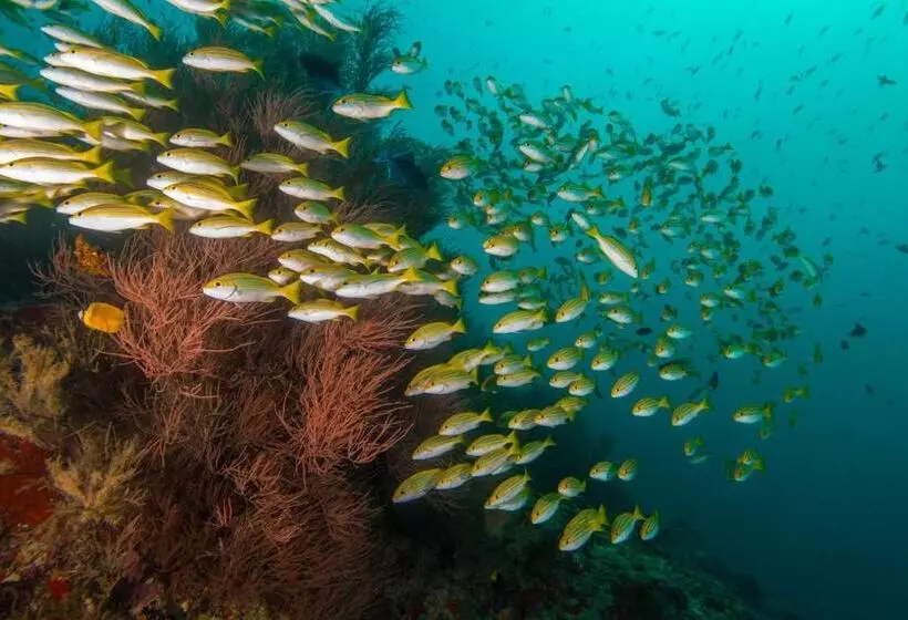 پانسیون Scuba Inn