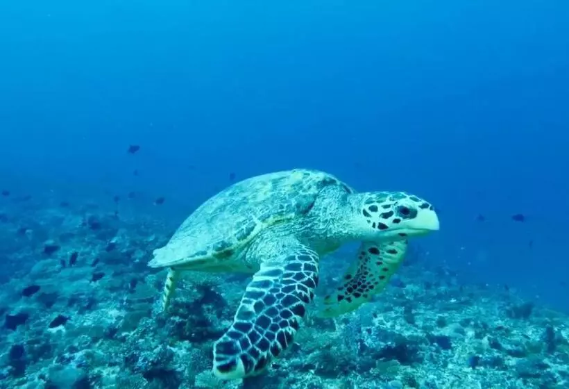 پانسیون Scuba Inn