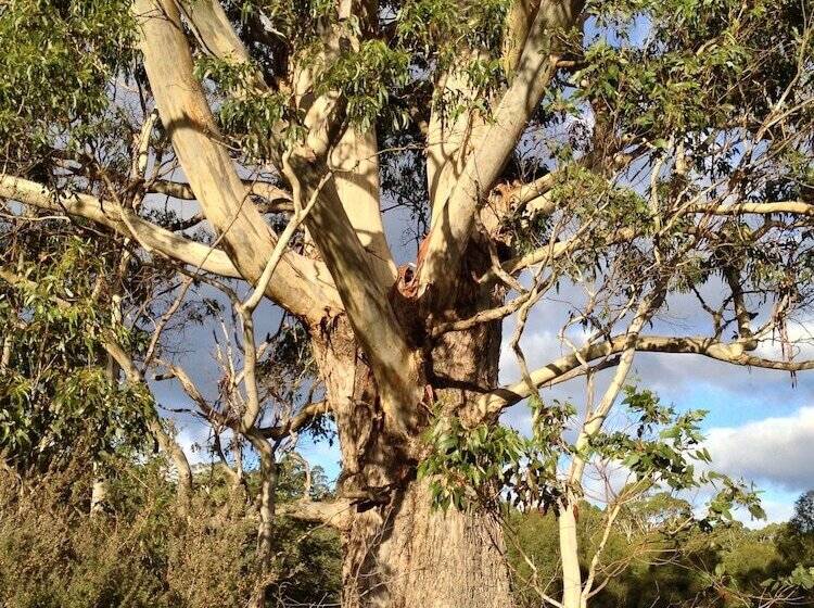 בית מלון כפרי Forest Walks Lodge