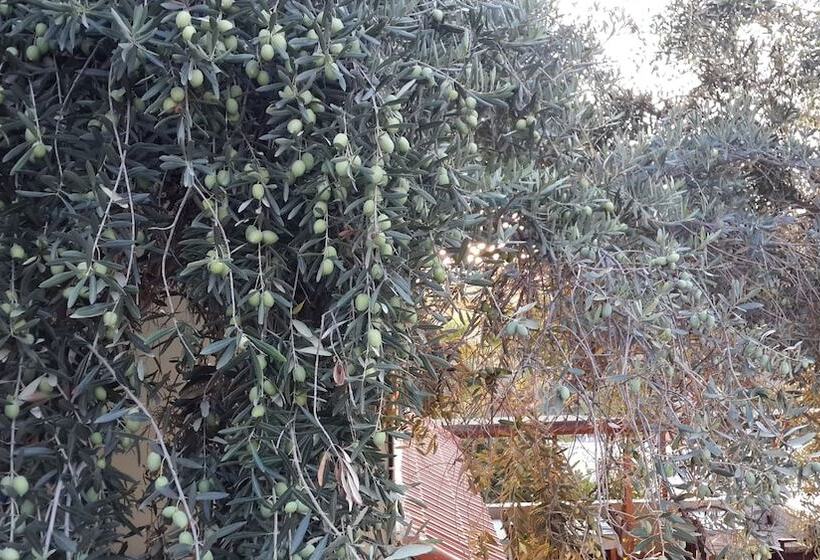 فندق St. Nicholas Pension