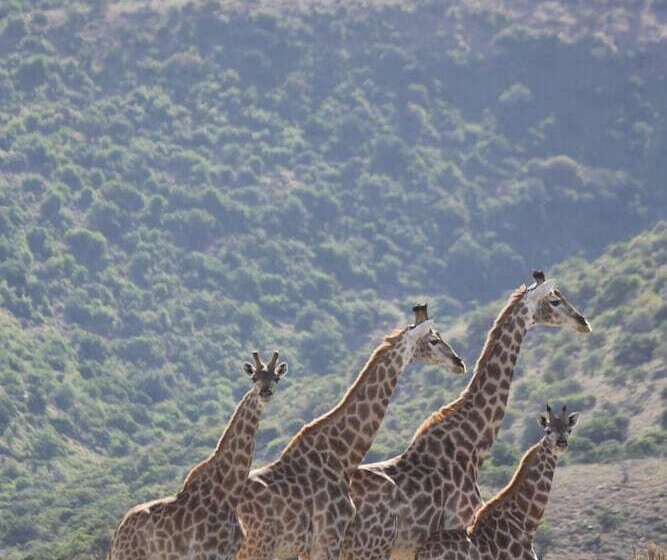 فندق Koedoeskop Private Mountain Reserve