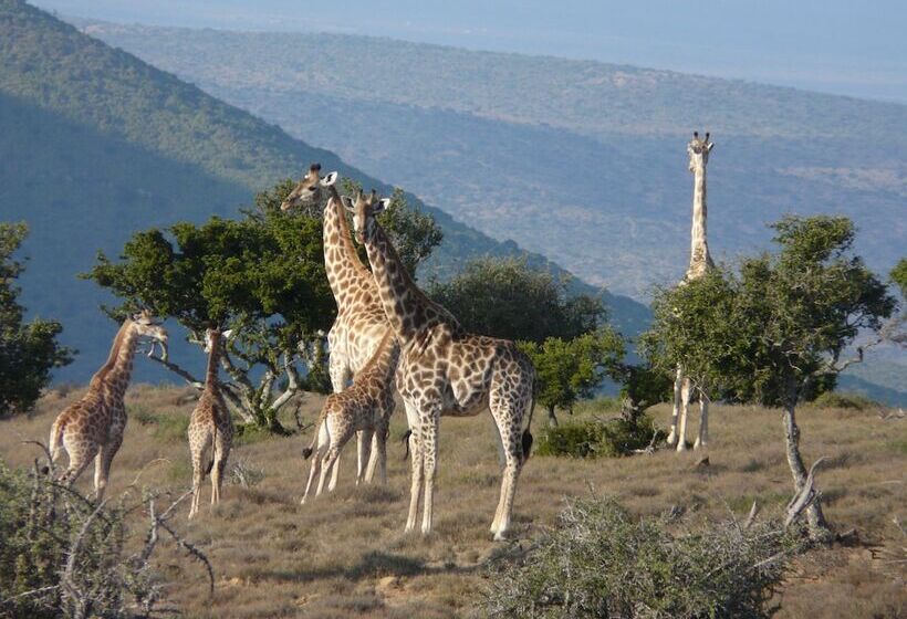 فندق Koedoeskop Private Mountain Reserve