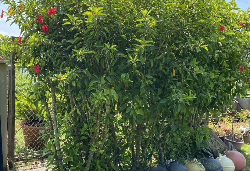 پانسیون Hali Hali House