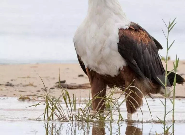 هتل Zambezi Mubala Camp