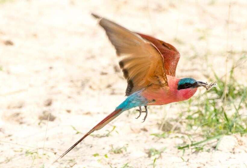 هتل Zambezi Mubala Camp