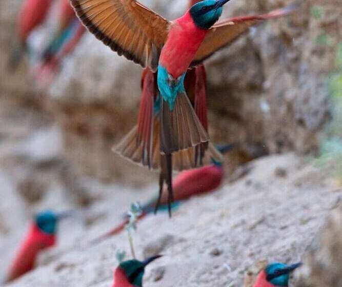 هتل Zambezi Mubala Camp