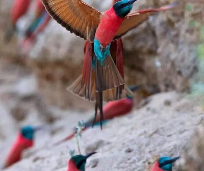 هتل Zambezi Mubala Camp