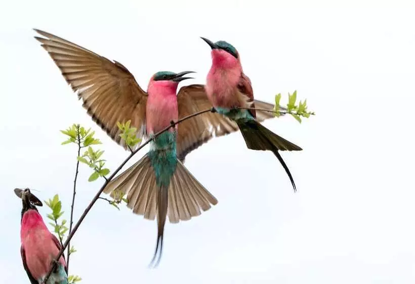 هتل Zambezi Mubala Camp