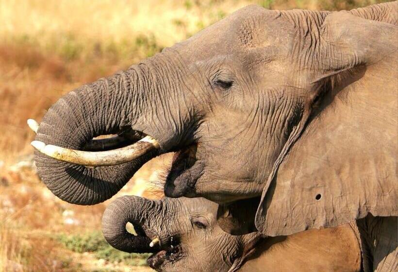 酒店 Amani Safari Camp