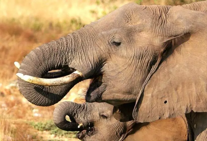 هتل Amani Safari Camp