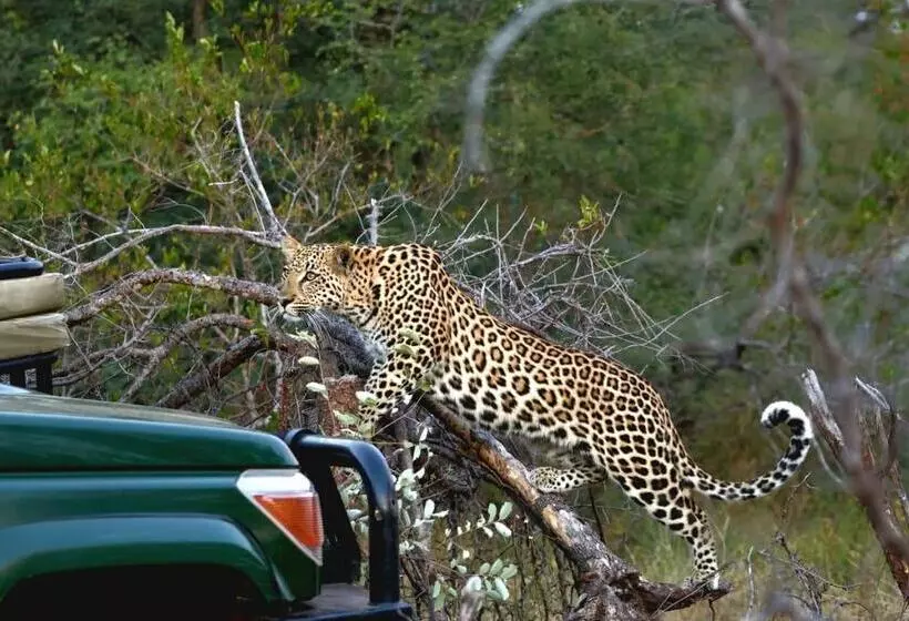 هتل Amani Safari Camp