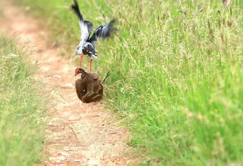 هتل Amani Safari Camp