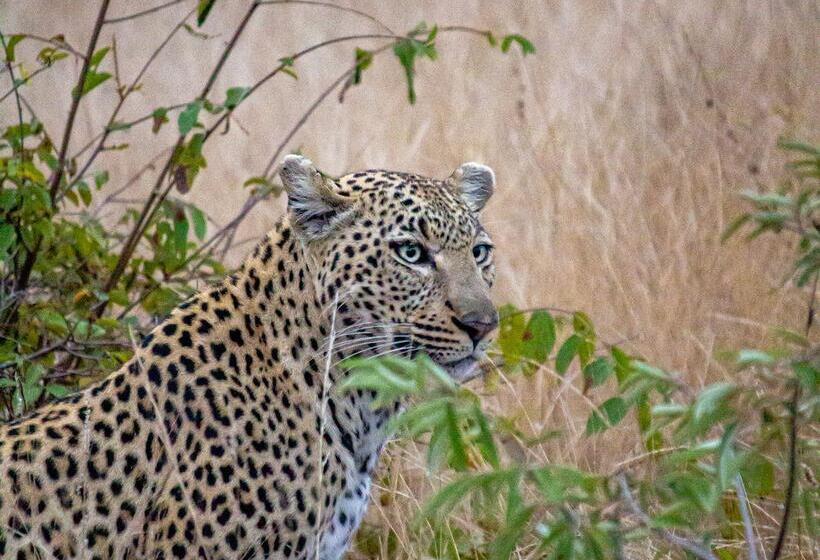 酒店 Amani Safari Camp