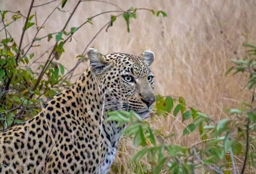 هتل Amani Safari Camp