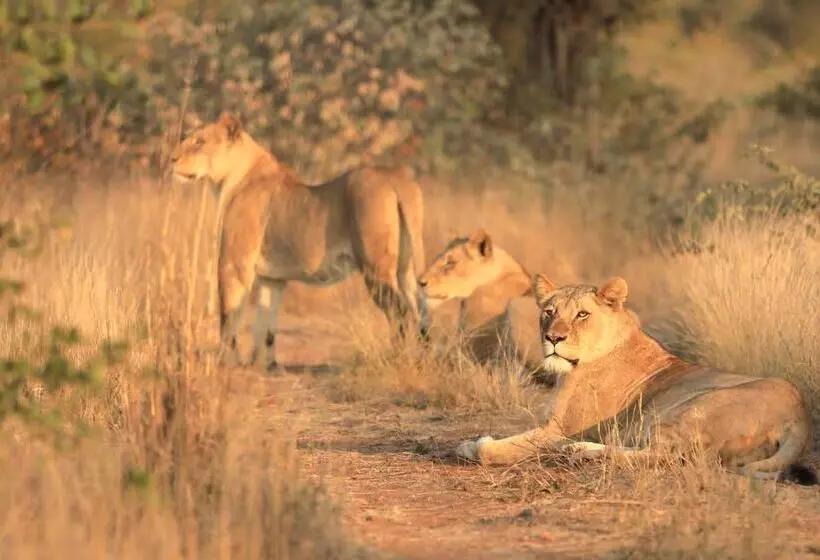 هتل Amani Safari Camp