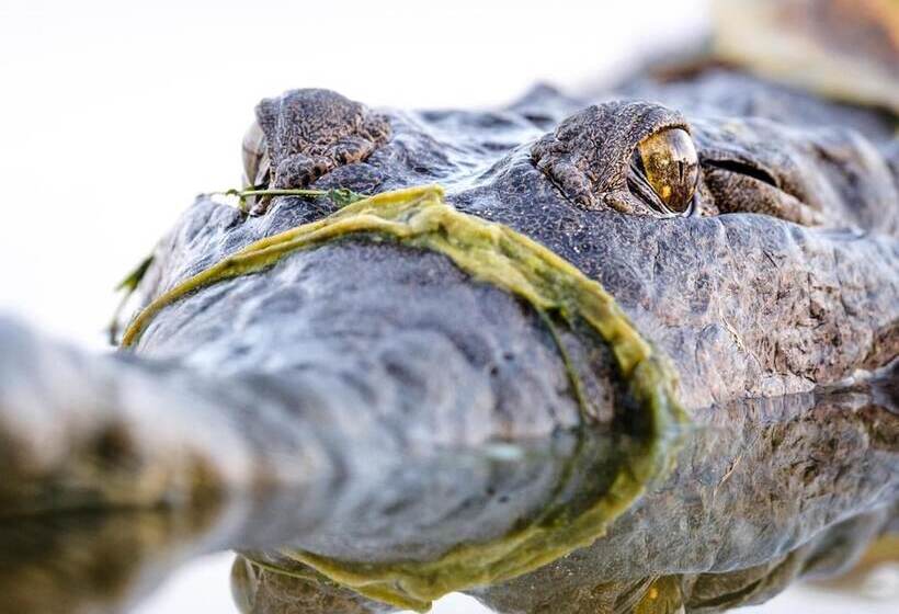 בית מלון כפרי Kimberleyland Waterfront Holiday Park