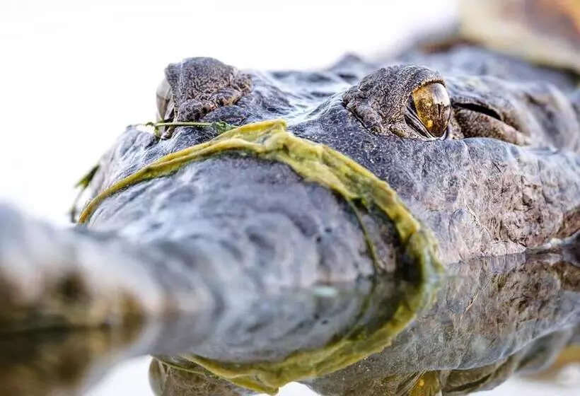 ホテル Kimberleyland Waterfront Holiday Park