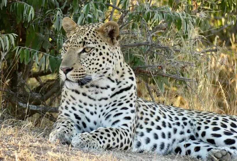 Hotelli Klaserie Drift