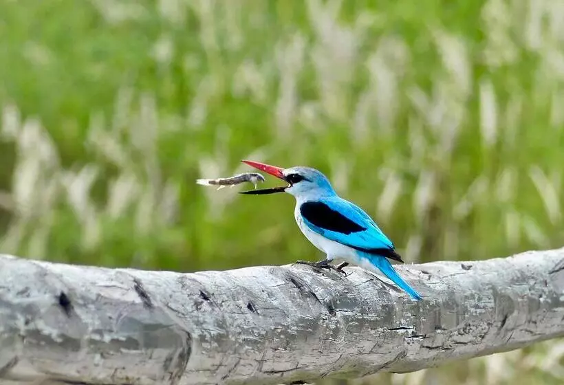 Hotelli Klaserie Drift