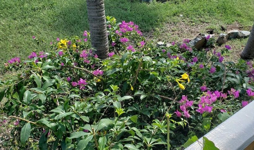 Harbour Island Residences