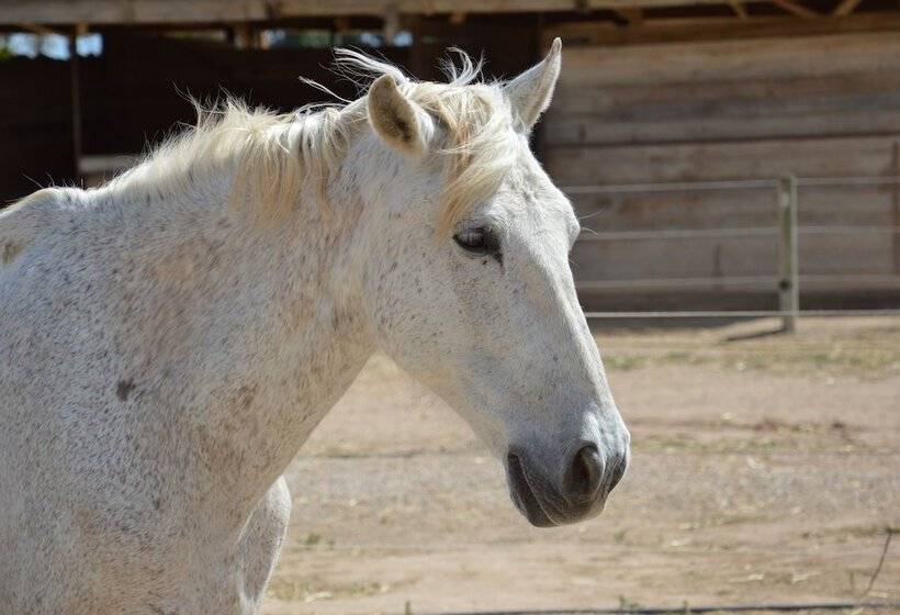 בית מלון כפרי El Rancho