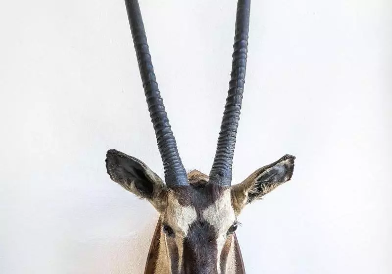 Las Palmeras Del Califa