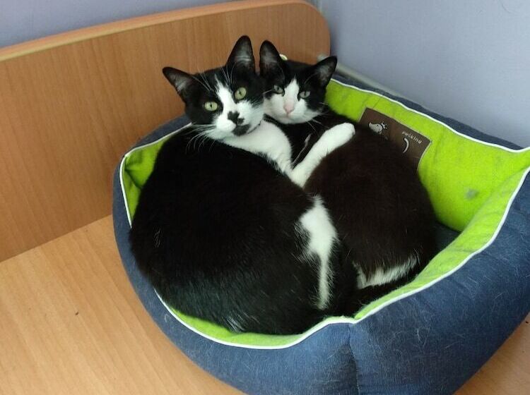 پانسیون Hostal Buenavista