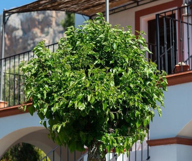 El Arpa Finca Malaga