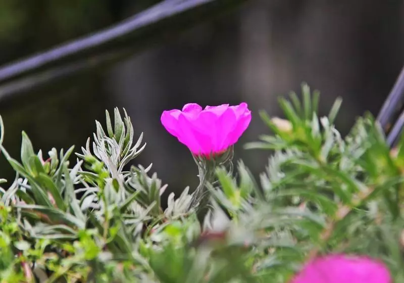 هتل Sapa Aroma