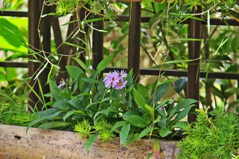 هتل Sapa Aroma