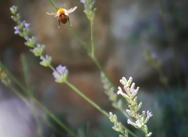 Aamiaismajoitus (B&B) Lou Candelou