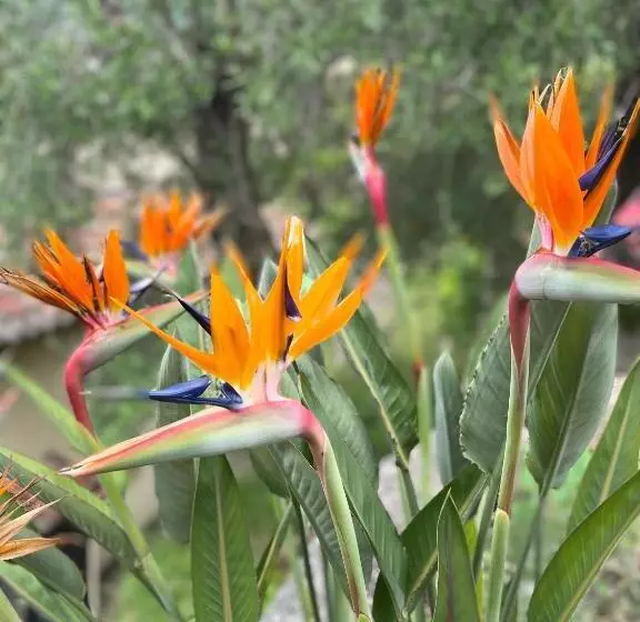 Aamiaismajoitus (B&B) Lou Candelou