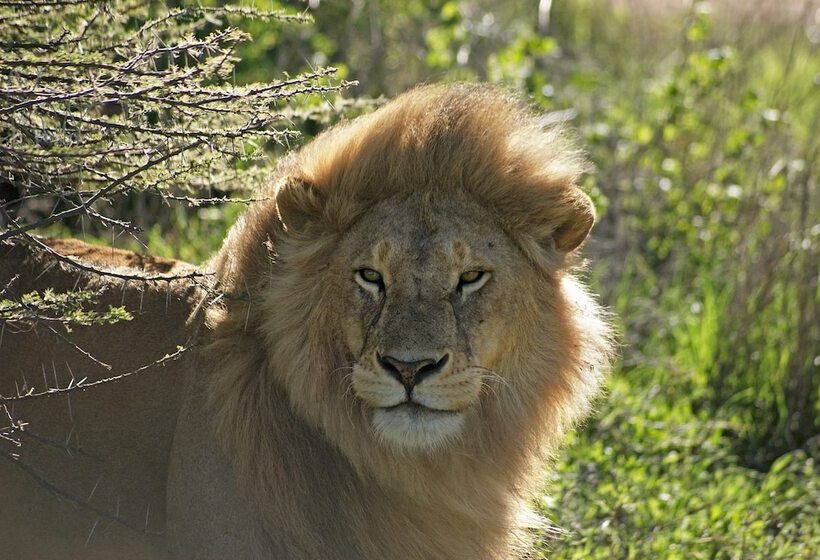 هتل Gnu Mara River Camp