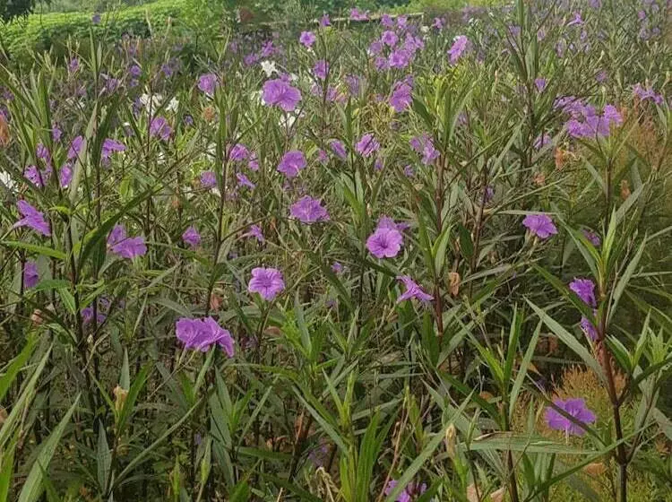 Hotelli Sai Yok Noi Blue Mountain Resort