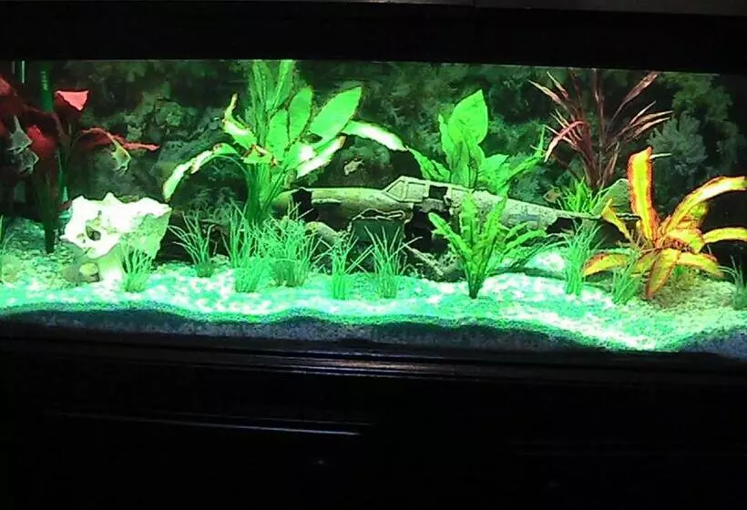 Aamiaismajoitus (B&B) Avondale House